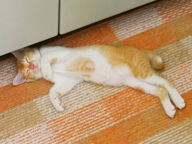 不精の読み方と意味 ぶしょう と ふしょう 正しいのは