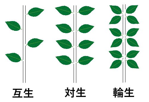 対生