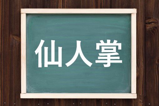 仙人掌の読み方と意味 サボテン と せんにんしょう 正しいのは