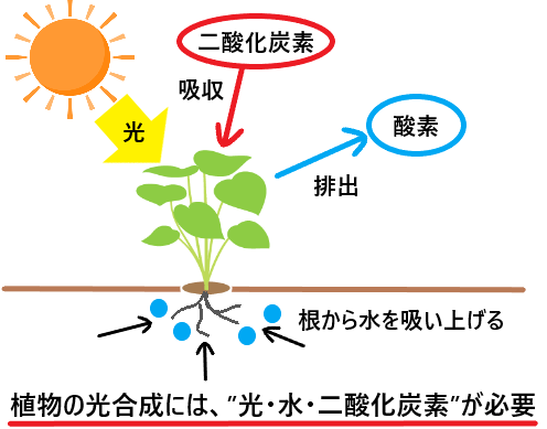 植物の光合成と呼吸の違いとは 植物は二酸化炭素を排出するのか