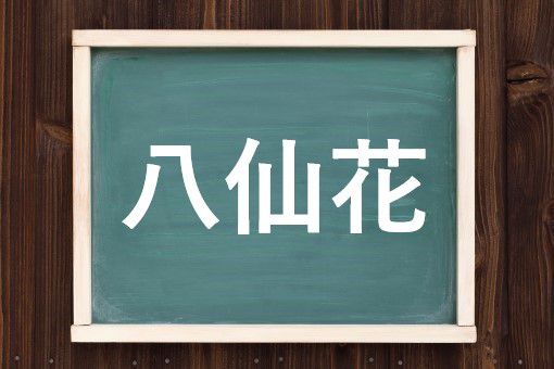 八仙花の読み方と意味 あじさい と はっせんか 正しいのは