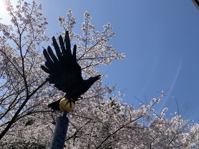 咫