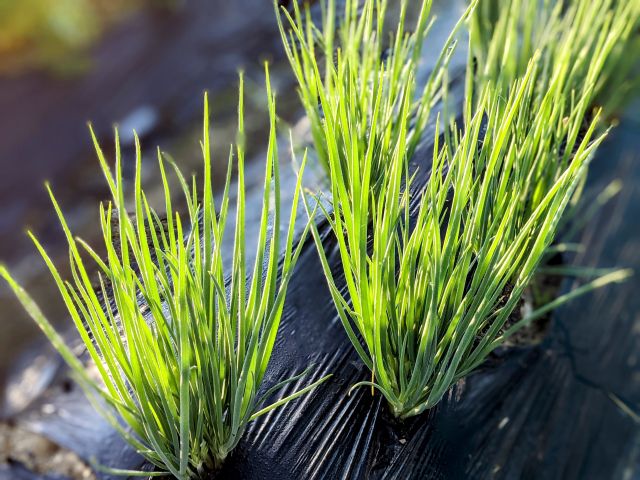 分葱の読み方と意味 わけぎ と ぶんそう 正しいのは