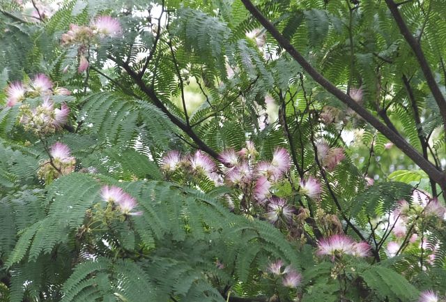 合歓木の読み方と意味 ねむのき と ごうかんぼく 正しいのは