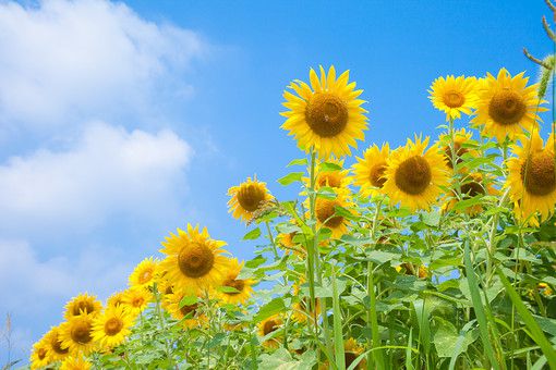向日葵の読み方と意味 ひまわり と こうにちき 正しいのは 向日葵の読み方と意味 ひまわり と こうにちき 正しいのは