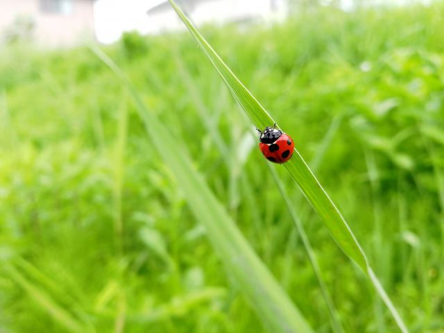天道虫の読み方と意味 てんとうむし と てんどうちゅう 正しいのは