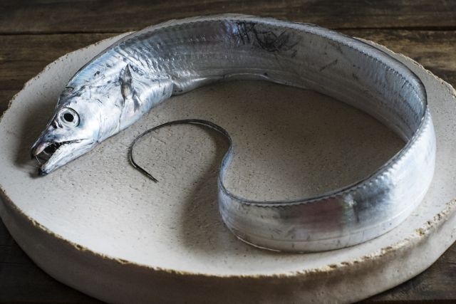 太刀魚の読み方と意味 タチウオ と たいとうぎょ 正しいのは