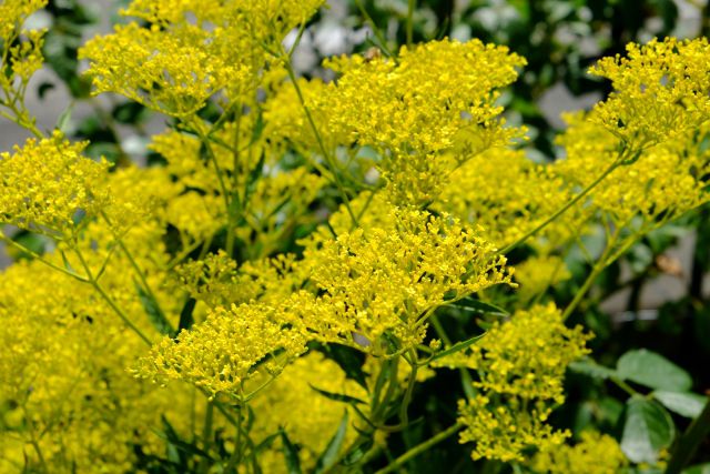 女郎花の読み方と意味 おみなえし と じょろうばな 正しいのは