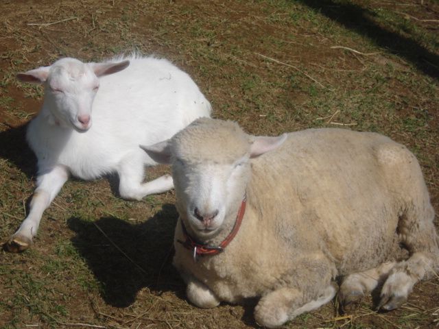 宛らの読み方と意味 あてら と さながら 正しいのは