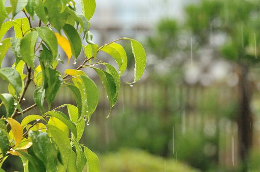 小雨
