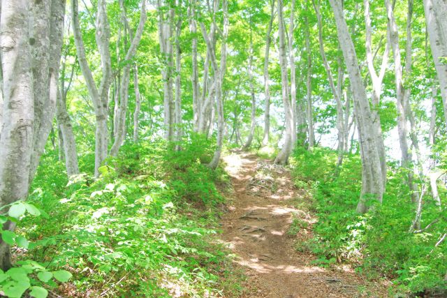 山毛欅の読み方と意味 ぶな と さんもうけやき 正しいのは