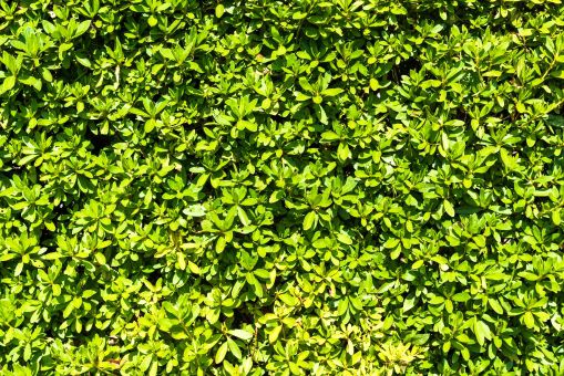 常磐(常盤)の読み方と意味、「ときわ」と「じょうばん」正しいのは?