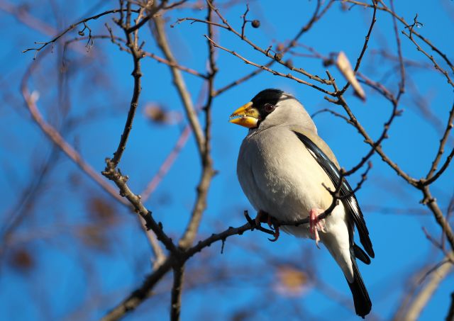 斑鳩