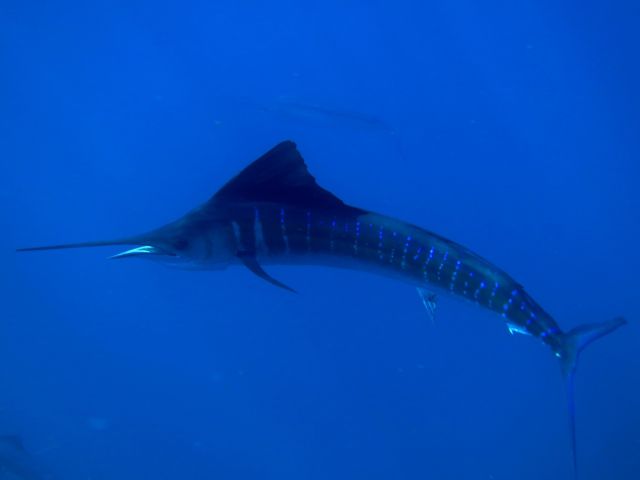 旗魚の読み方と意味 カジキ と きぎょ 正しいのは