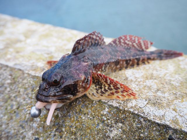 杜父魚
