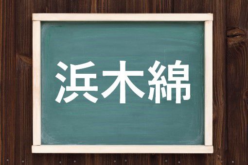 浜木綿の読み方と意味 はまゆう と はまもめん 正しいのは