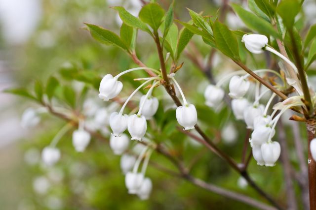満天星の読み方と意味 どうだん と どうだんつつじ 正しいのは