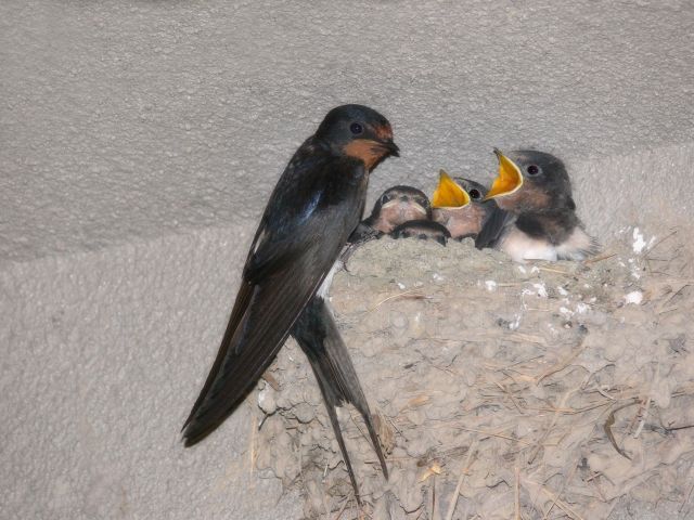 玄鳥