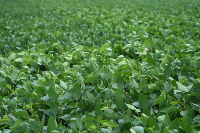 畑作の読み方と意味 はたさく と はたけさく 正しいのは