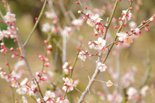 白梅の読み方と意味 しらうめ と はくばい 正しいのは 白梅の読み方と意味 しらうめ と はくばい 正しいのは