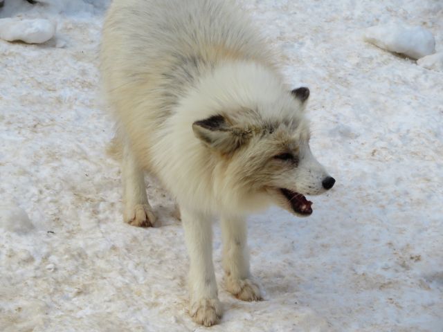 白狐の読み方と意味 びゃっこ と しろぎつね 正しいのは