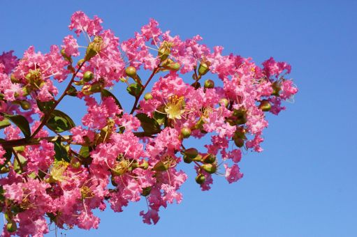 百日紅の読み方と意味 さるすべり と ひゃくじつこう 正しいのは