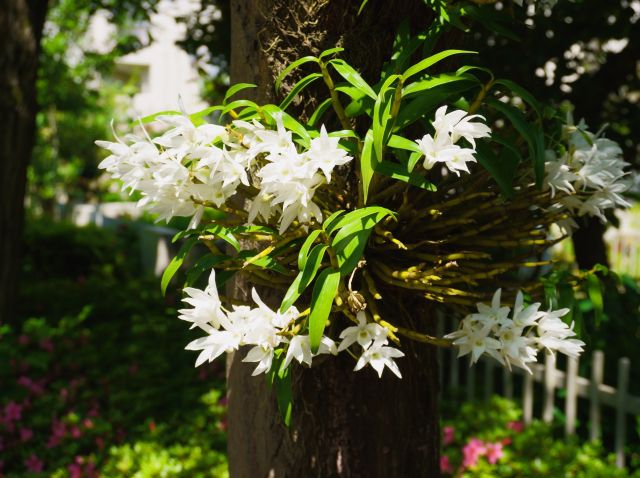 石斛の読み方と意味 せっこく と せっかい 正しいのは