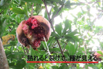 石榴 柘榴 の読み方と意味 ざくろ と せきりゅう 正しいのは
