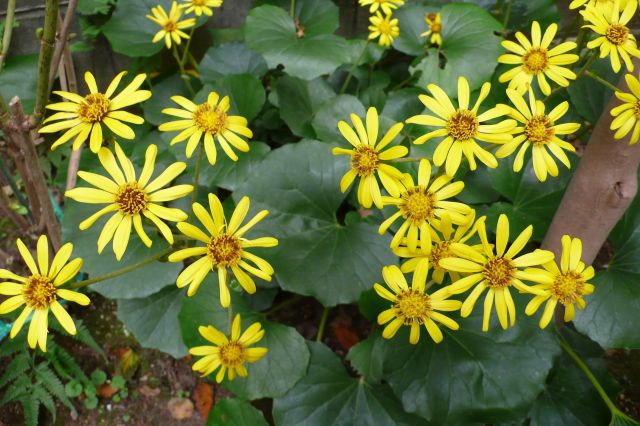 石蕗の読み方と意味 ツワブキ と せきろ 正しいのは