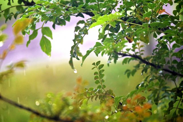 秋入梅の読み方と意味 あきついり と あきにゅうばい 正しいのは