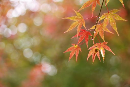 秋雨の読み方と意味 あきさめ と あきあめ 正しいのは