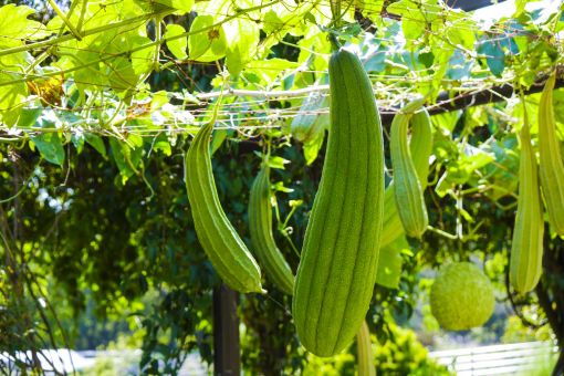 糸瓜の読み方と意味 へちま と いとうり 正しいのは