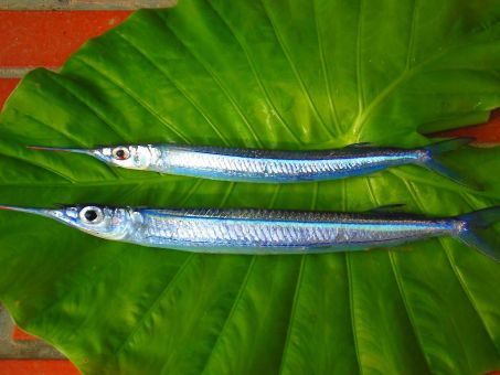 細魚の読み方と意味 さいぎょ と さより 正しいのは