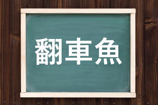 翻車魚の読み方と意味 マンボウ と ほんしゃぎょ 正しいのは