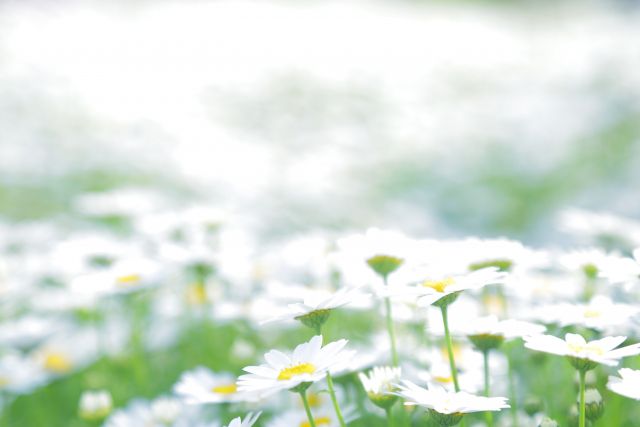 花園の読み方と意味 かえん と はなぞの 正しいのは