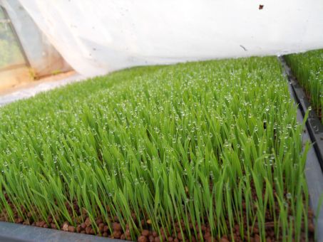 苗床の読み方と意味 なえゆか と なえどこ 正しいのは 苗床の読み方と意味 なえゆか と なえどこ 正しいのは