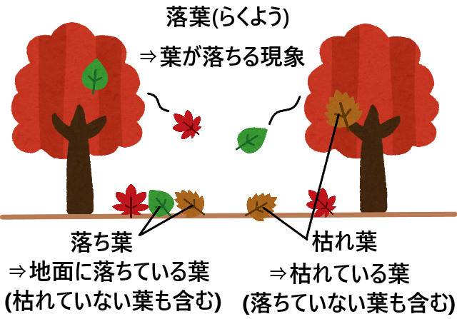 落ち葉と落葉と枯れ葉の違いとは