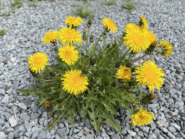 蒲公英の読み方と意味 たんぽぽ と ほこうえい 正しいのは