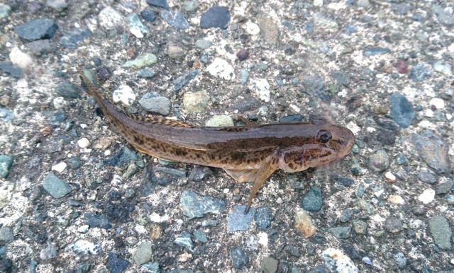 蝦虎魚の読み方と意味 ハゼ と かこぎょ 正しいのは