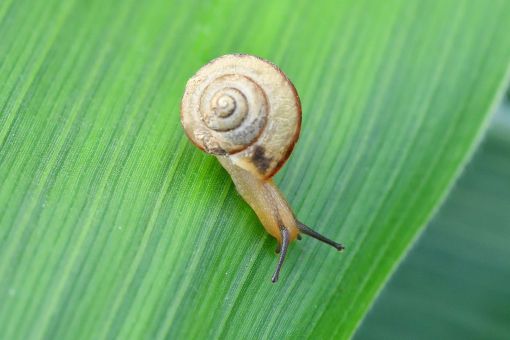 蝸牛の読み方と意味 かぎゅう と かたつむり 正しいのは