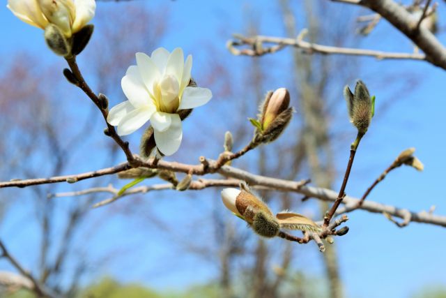 辛夷の読み方と意味 こぶし と しんい 正しいのは