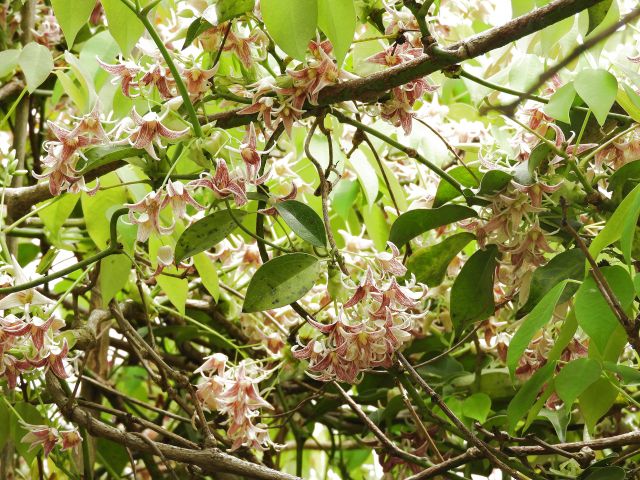 野木瓜の読み方と意味 むべ と のきうり 正しいのは