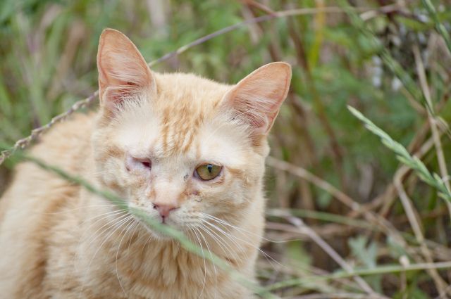 隻眼の読み方と意味 せきがん と しゅうがん 正しいのは