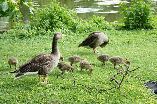 雁 かり かりがね がん Japanese English Dictionary Japaneseclass Jp