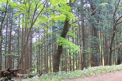 雑木林の読み方と意味 ぞうきばやし と ざっきりん 正しいのは