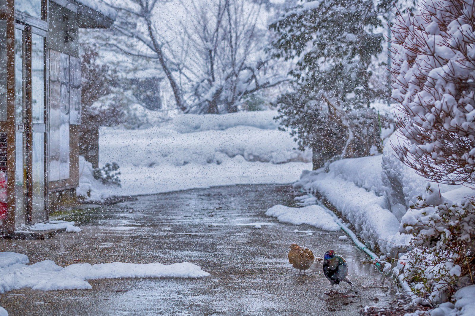 雪と雨とは 雪と雨が降る仕組みを分かりやすく図解