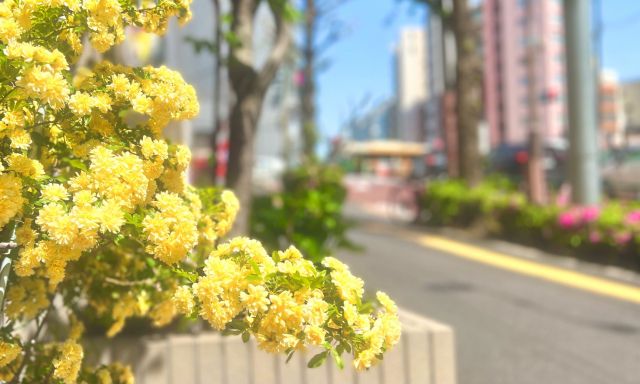 香しいの読み方と意味 かぐわしい と こうばしい 正しいのは 香しいの読み方と意味 かぐわしい と こうばしい 正しいのは