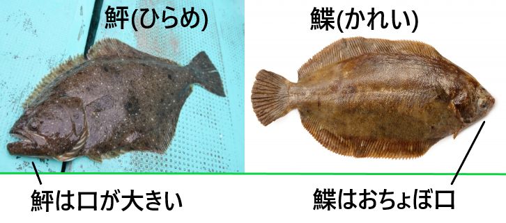 【魚偏】難読漢字の一覧！