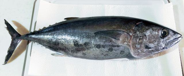 【魚偏】難読漢字の一覧！